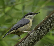 Eurasian Nuthatch