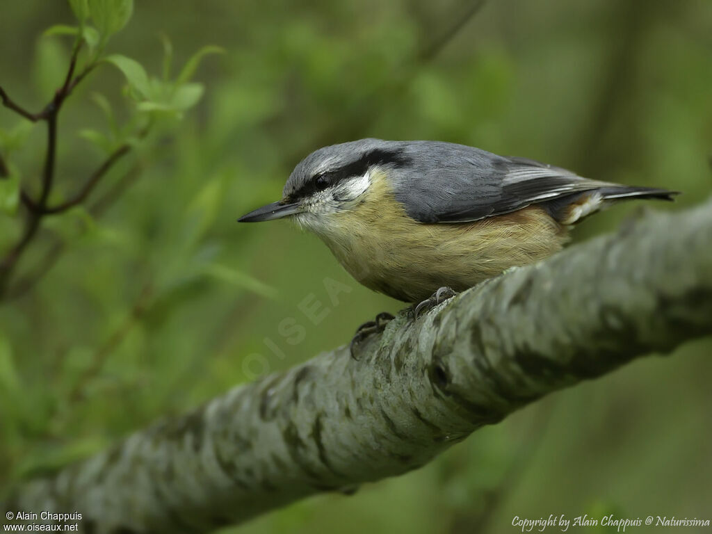 Sittelle torchepotadulte, identification, portrait