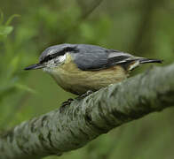 Eurasian Nuthatch