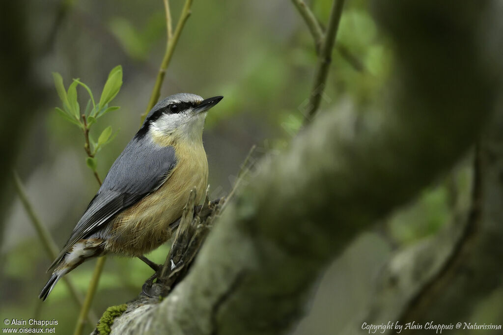 Sittelle torchepotadulte, identification, portrait