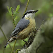 Eurasian Nuthatch