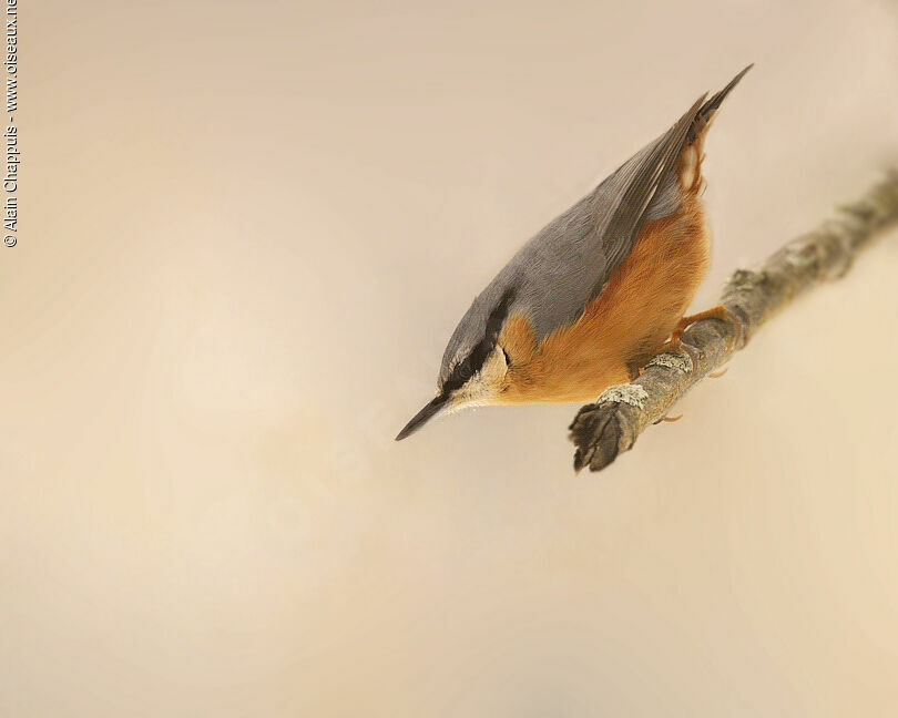 Eurasian Nuthatchadult, identification, Behaviour