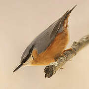 Eurasian Nuthatch