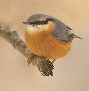 Eurasian Nuthatch