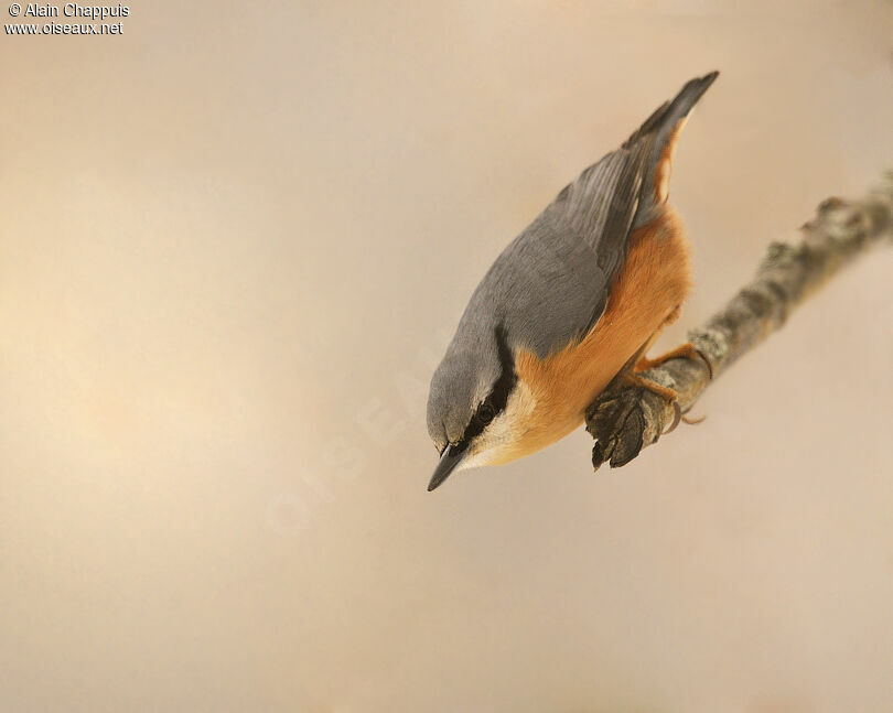 Eurasian Nuthatchadult, identification, Behaviour