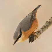 Eurasian Nuthatch