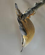 Eurasian Nuthatch