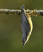 Eurasian Nuthatch