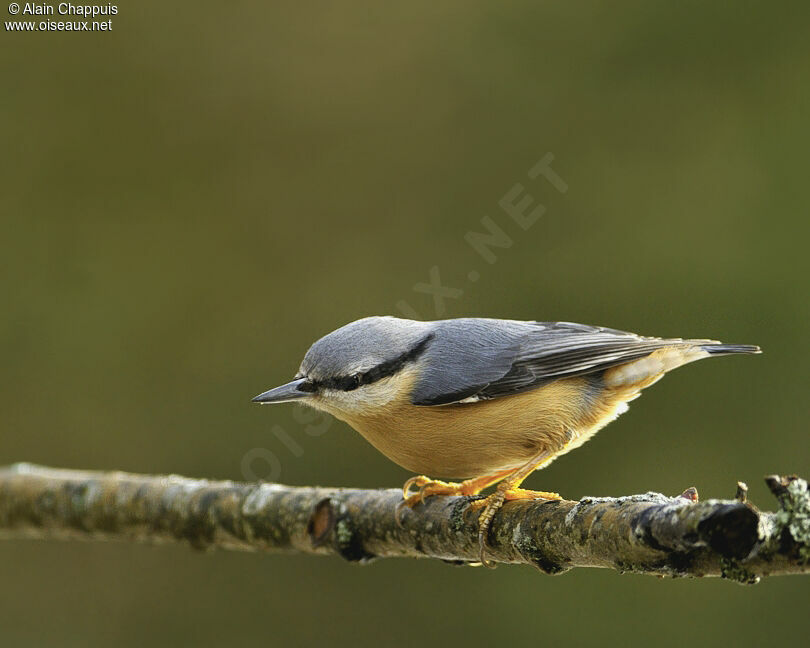 Eurasian Nuthatchadult post breeding, identification