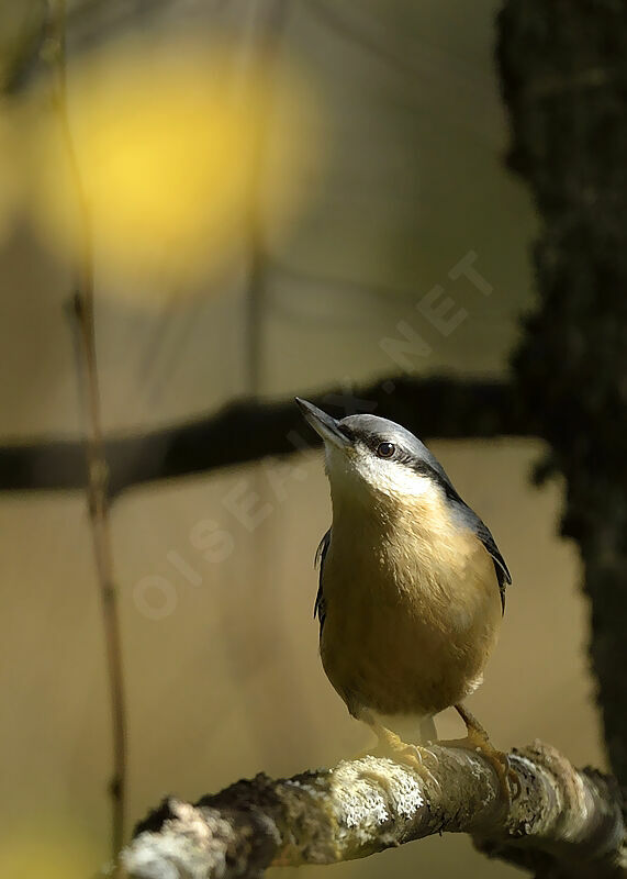 Sittelle torchepotadulte, identification, Comportement