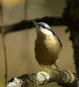 Eurasian Nuthatch