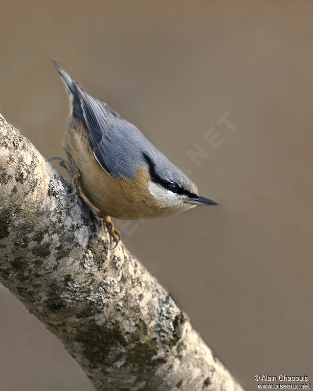 Eurasian Nuthatchadult post breeding, identification, Behaviour