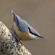 Eurasian Nuthatch