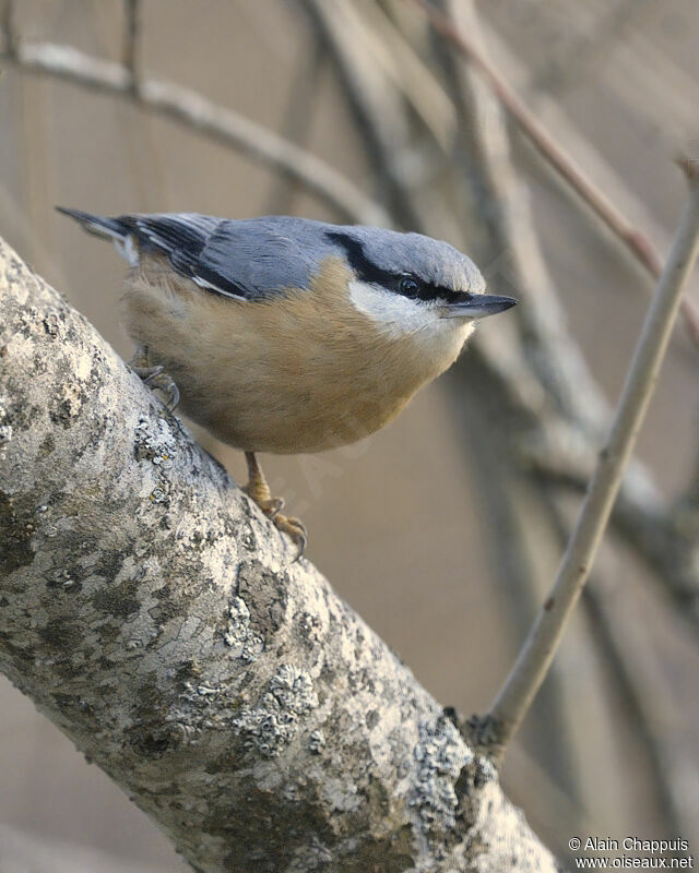 Eurasian Nuthatchadult post breeding, identification, Behaviour