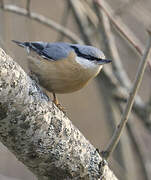 Eurasian Nuthatch