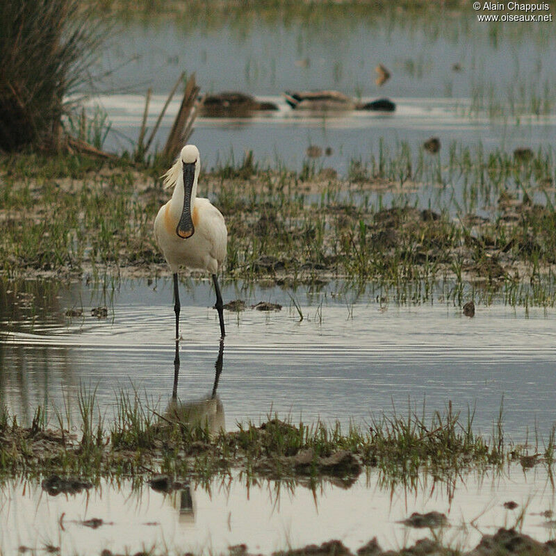 Eurasian Spoonbilladult, identification, Behaviour