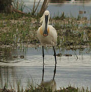 Eurasian Spoonbill