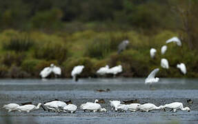 Eurasian Spoonbill