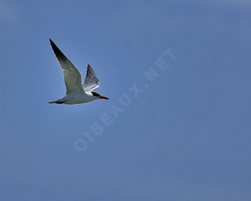 Caspian Ternadult breeding, identification, Behaviour