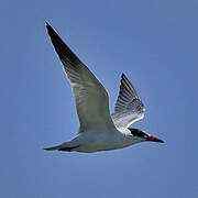 Caspian Tern