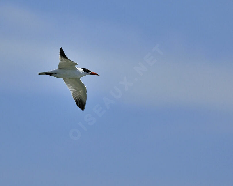 Caspian Ternadult breeding, identification, Behaviour