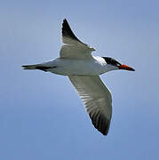 Caspian Tern