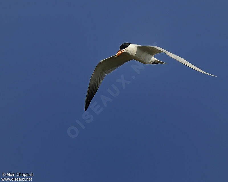 Sterne caspienneadulte, identification, Comportement