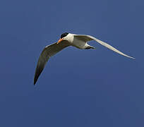 Caspian Tern