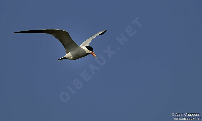 Sterne caspienneadulte, identification, Vol, Comportement