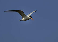 Caspian Tern