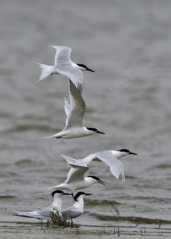 Sandwich Tern