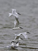 Sandwich Tern