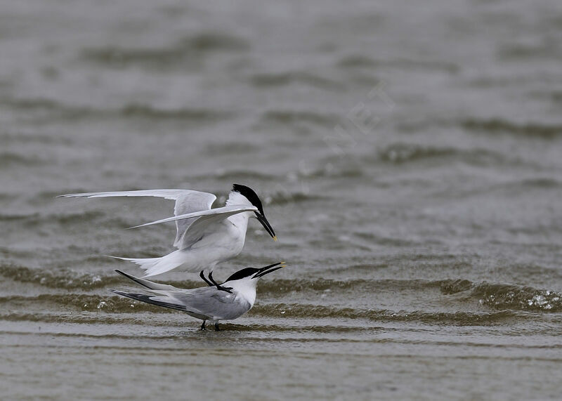 Sandwich Tern