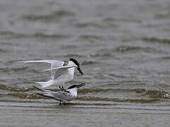 Sandwich Tern