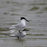 Sandwich Tern