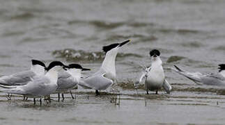 Sandwich Tern