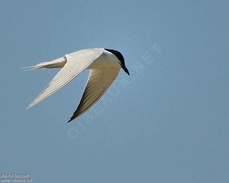 Gull-billed Ternadult breeding, pigmentation, Flight, Behaviour