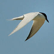 Gull-billed Tern