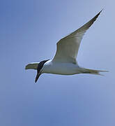 Gull-billed Tern