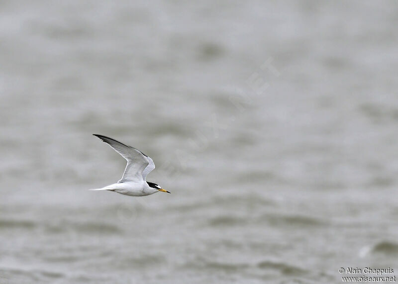 Little Ternadult breeding, identification, Flight, Behaviour