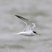 Little Tern