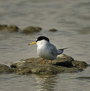 Little Tern