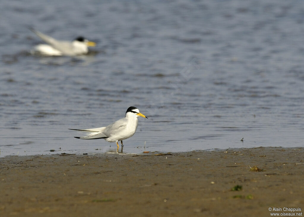 Sterne naineadulte, identification