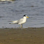 Little Tern