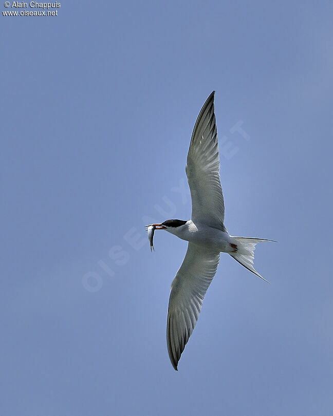 Common Ternadult breeding, identification, Flight, feeding habits, Behaviour