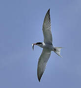 Common Tern