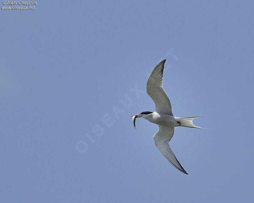 Common Ternadult breeding, identification, Flight, feeding habits, Behaviour