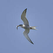 Common Tern