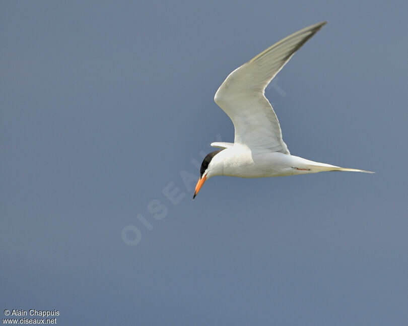 Sterne pierregarinadulte nuptial, identification, Vol, Comportement