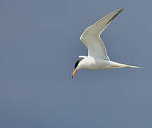 Common Tern